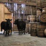 whistlepig