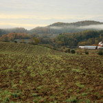 whistlepig