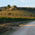 Conti di San Bonifacio