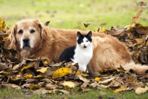 Top Whisky Themed Names for Cats Dogs