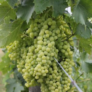 cognac_grapes